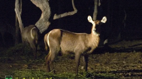 ナイトサファリ